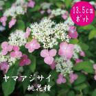 ��ޥ������� ���ּ�  �� ���������� 13.5�����15����ݥå� �� ���۲� �������� ����