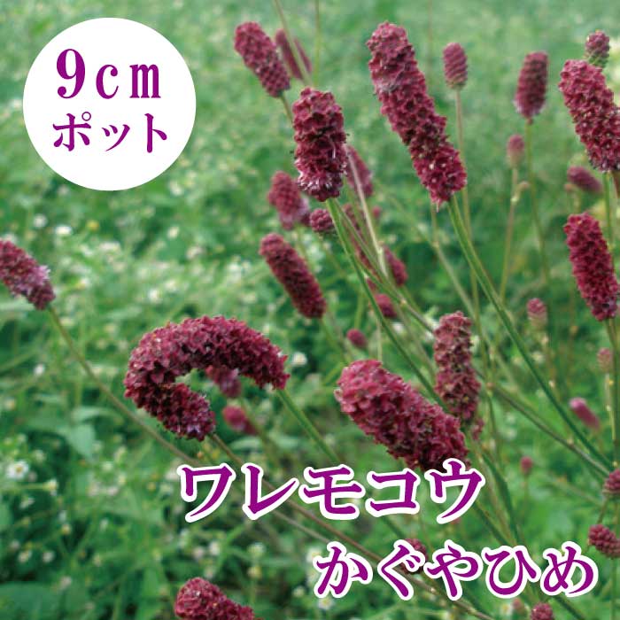 ͽ۽ɺ  ⥳ ɱ 9cmݥå  ⤳ 󥰥 󥮥 ǯ֤餯ɺڣ沼ܤ缡ȯ