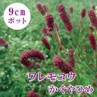 �ɺ��� �� ���⥳�� ������ɱ 9cm�ݥå� ����� ���⤳�� ���󥰥������ ���󥮥���� ��ǯ�֤��餯�ɺ���