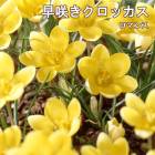 ��10�����ܤ��ȯ�������� ��餭 �����å��� �庬 ���ޥ� 7�� �������� �� ������ crocus �󤻿��� ���� �֤�����