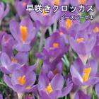 餭 å 庬 Сѡץ 7 ѡץ   crocus 󤻿  ֤
