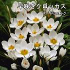 ��10�����ܤ��ȯ�������� ��餭 �����å��� �庬 �����ɥ����� 7�� �ۥ磻�� �� ������ crocus �󤻿��� ���� �֤�����