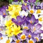 ��10�����ܤ��ȯ�������� ��餭 �����å��� �庬 ���� 7�� ����ե� �ߥå��� ������ crocus �󤻿��� ���� �֤�����