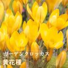 ǥ å 庬 ּ 7   crocus 󤻿  ֤