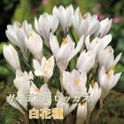 ��10�����ܤ��ȯ�������� �����ǥ� �����å��� �庬 ��ּ� 7�� �ۥ磻�� ������ crocus �󤻿��� ���� �֤�����