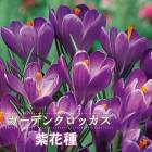 ǥ å 庬 ּ 7 ѡץ  crocus 󤻿  ֤
