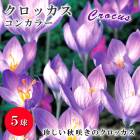 ͽ å 󥫥顼 庬 5 ƿ Х饨ƥ 餭 ǯ餯 crocus äѤʤ  ȭ ֤ 8ܤ缡ȯ