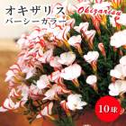 �������ꥹ �С��������顼 �庬 10�� �󿧹ʤ� �ƿ��� �Х饨�ƥ� ���餭 ��ǯ�餯 �����äѤʤ� ���� ȭ�� �֤�����