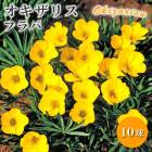 �������ꥹ �ե�� �庬 10�� �ƿ��� �Х饨�ƥ� ���餭 �������� yellow ��ǯ�餯 �����äѤʤ� ���� ȭ�� �֤�����