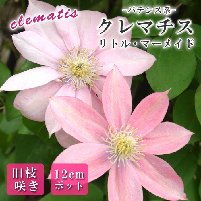 クレマチス リトルマーメイド 12cm 苗 桃色 【パテンス系・旧枝咲き