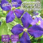 ����ޥ��� ����å��ޥˡ� 12cm �� �Ŀ� �ڥ���å��ޥˡ��ϡ�����ξ�޺餭�ۻ͵��餭 ���� clematis �֥롼 