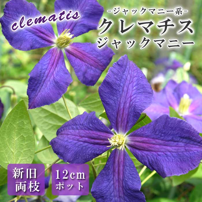 クレマチス ジャックマニー系 (遅咲き大輪系) ホワイト・アルバム １苗 新作 クレマチス ジャックマニー系 (遅咲き大輪系) ホワイト・アルバム 1苗