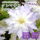 ����ޥ��� ���륻�ɥˡ� 12cm �� ���翧 �ڥѥƥ󥹷ϡ���޺餭�ۻ͵��餭 Ȭ�ź餭 ��餭 ���� clematis �ѡ��ץ�