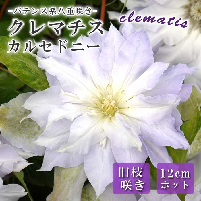 花 Lanai® Candy Cane | Syngenta Flowers