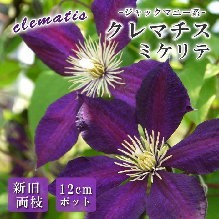 クレマチス ジャックマニー系 遅咲き大輪系 ホワイトアルバム 1苗