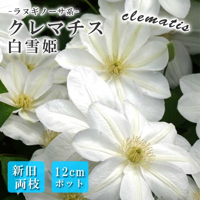 クレマチス　白のクリスパ　正規品ラベル付き 白クリスパ「クレマチス」のアルバム-みんなの趣味の園芸1168324