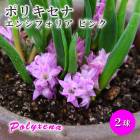 ͽ ݥꥭ 󥷥եꥢ ԥ  庬 2 ƿ Х饨ƥ 餭 ǯ餯 äѤʤ  ȭ ֤ 8ܤ缡ȯ