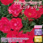 �ե������ڥåȥ����� �ߥ˥����꡼ �Х� �� ������ 10.5��� ��Ƥ䤹�� �µ��˶��� �����ɥ��С� �Х��� �� 