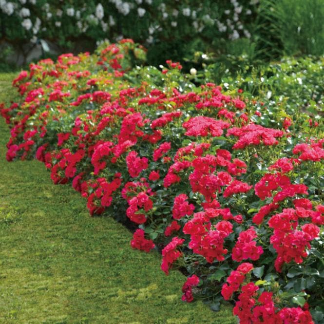 赤いバラのベッドカバー(未完成品です) 布団カバーセット おしゃれ 掛ふとんカバー ローズ 薔薇柄 シングル