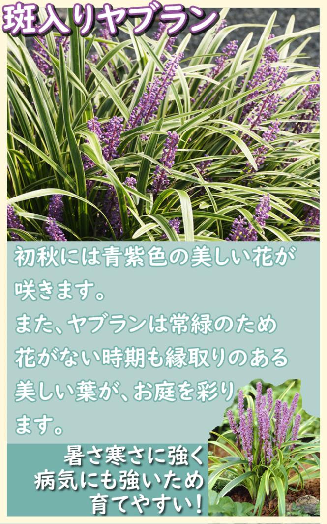 花苗 斑入りヤブラン 10.5cmポット ヤブラン ふいり 多年草 常緑
