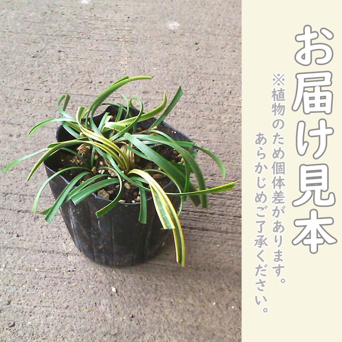 花苗 斑入りヤブラン 10.5cmポット ヤブラン ふいり 多年草 常緑