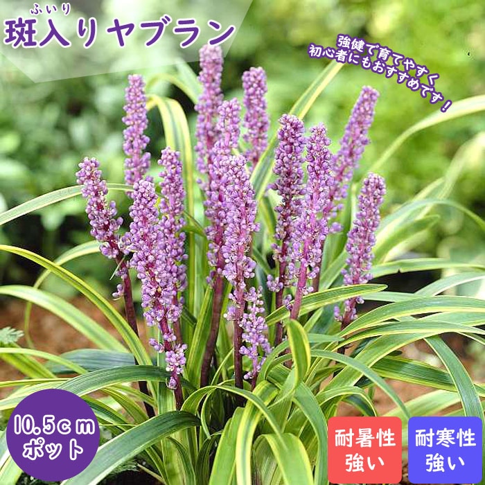 花苗 斑入りヤブラン 10.5cmポット ヤブラン ふいり 多年草 常緑