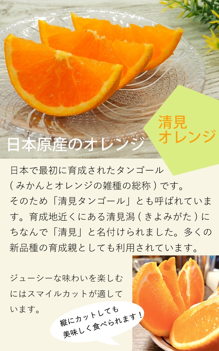オレンジ 苗木 清見オレンジ 15cmポット 接木苗 柑橘苗 自家結実性