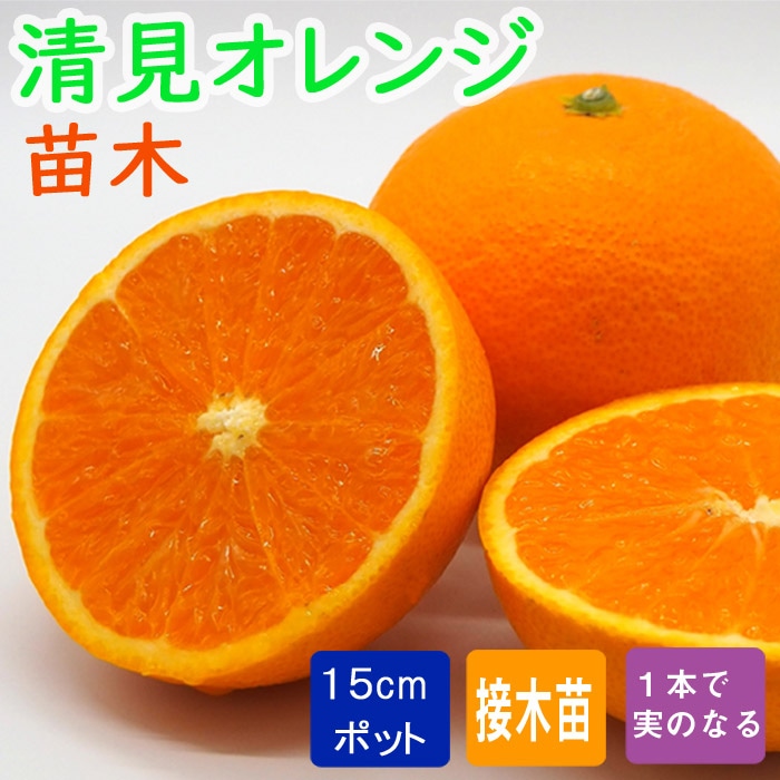 オレンジ 苗木 清見オレンジ 15cmポット 接木苗 柑橘苗 自家結実性