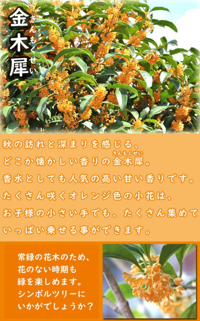 金木犀 苗木 10.5cmポット きんもくせい キンモクセイ 常緑