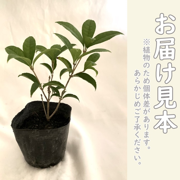 金木犀 苗木 10.5cmポット きんもくせい キンモクセイ 常緑