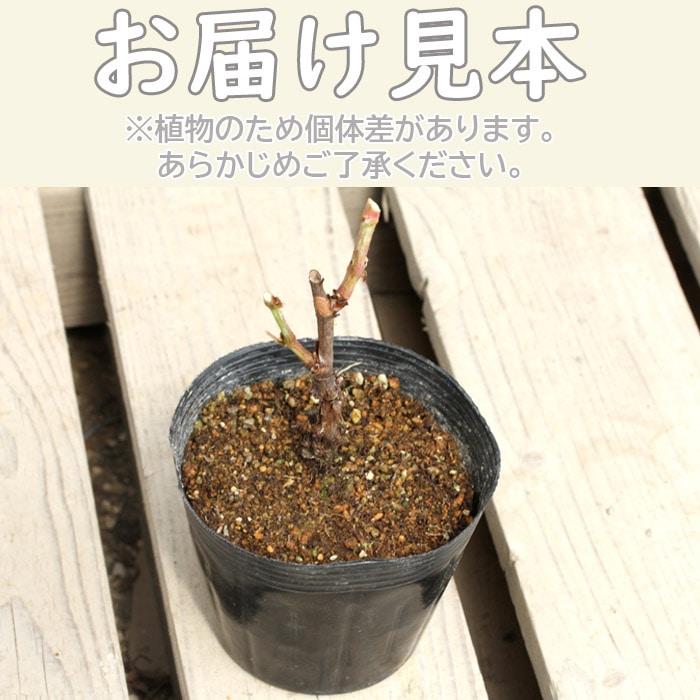 果樹苗 一才ヤマブドウ 10.5cmポット 山ぶどう 葡萄 ぶどう 果実