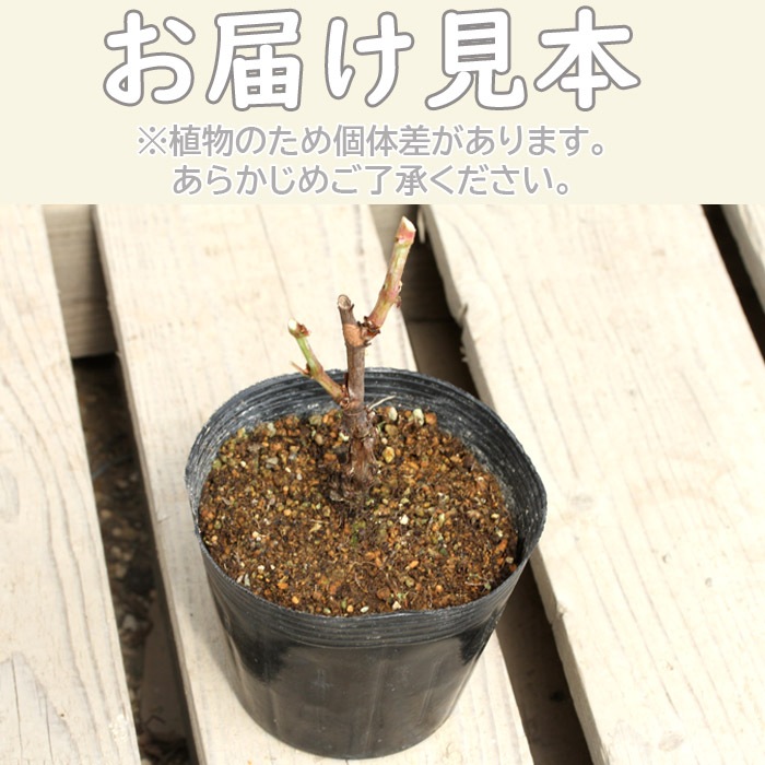 山葡萄樹皮　1.5キロ 深山葡萄（みやまぶんど）720ml 山ぶどうジュース 株式会社 山形県観光