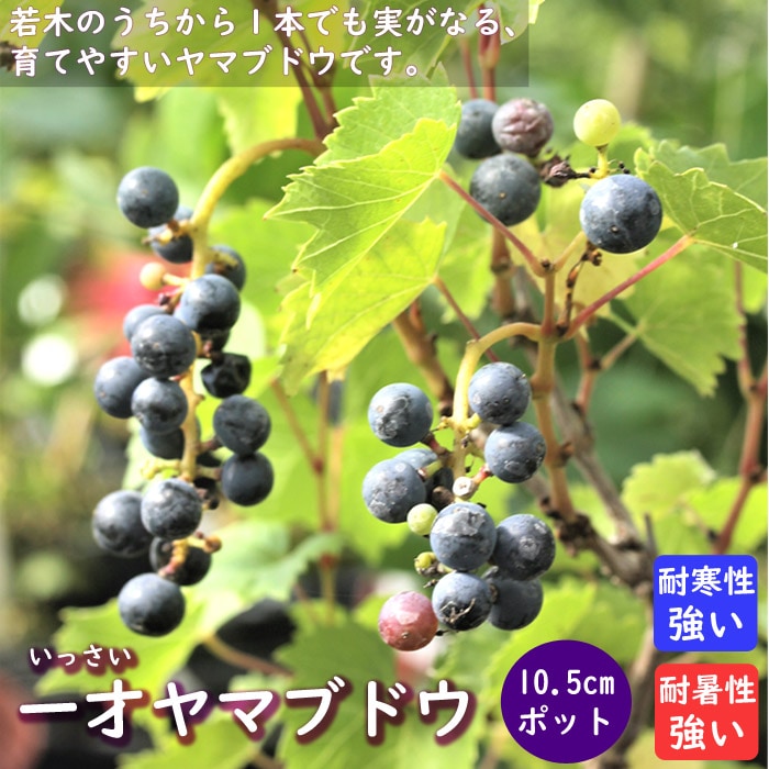 山葡萄 苗木 8本 ブドウ ヤマブドウ 苗 通販 苗木部 By 花ひろばオンライン