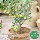 ̼  ꡼ ԥ 10.5ݥå й ȷ