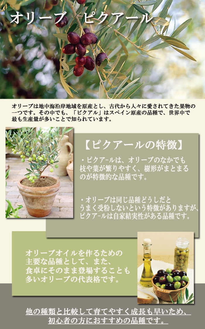 観葉植物 オリーブの木 ピクアル 7号 約105cm NO.1031 人気品種 現品掲載