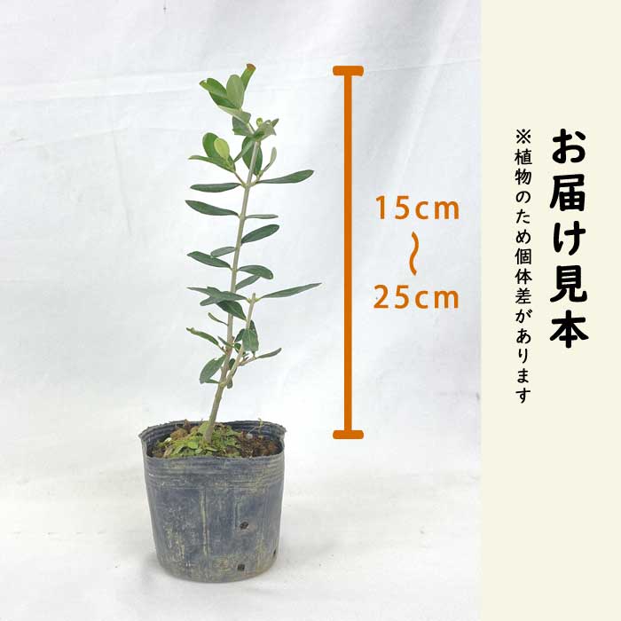 果樹苗 オリーブ ピクアール 10.5cmポット 常緑高木 自家結実性