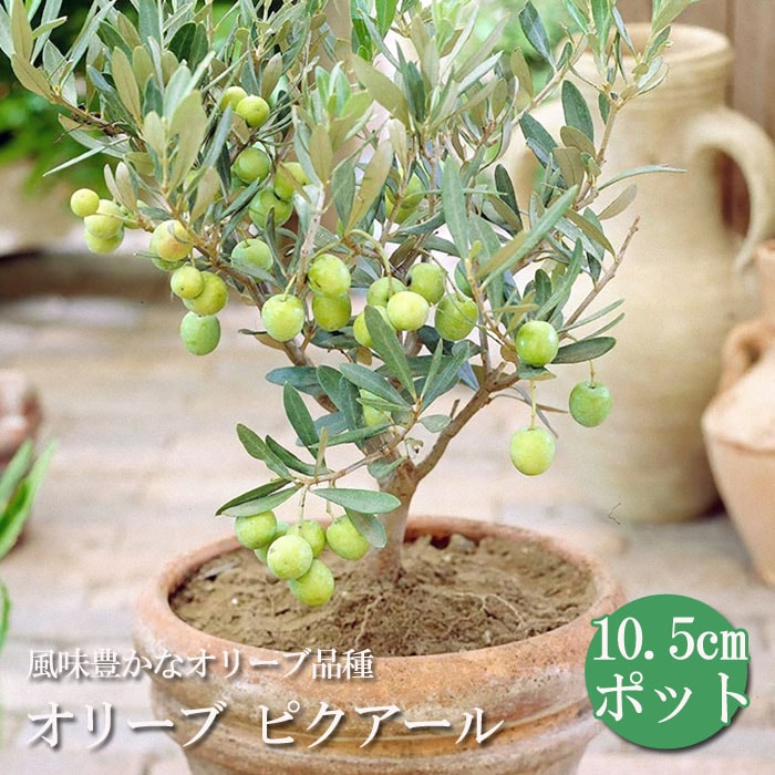 果樹苗 オリーブ ピクアール 10.5cmポット 常緑高木 自家結実性