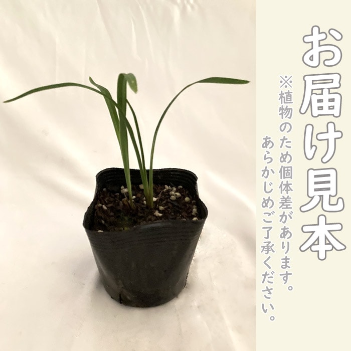 ヘメロカリス 宿根草 多年草 苗 宿根草 ヘメロカリス ロージーリターンズ 10.5cmポット デイリリー