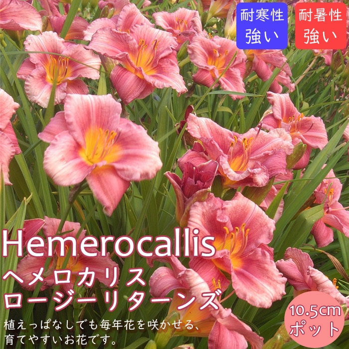 宿根草 ヘメロカリス ロージーリターンズ 10.5cmポット デイリリー