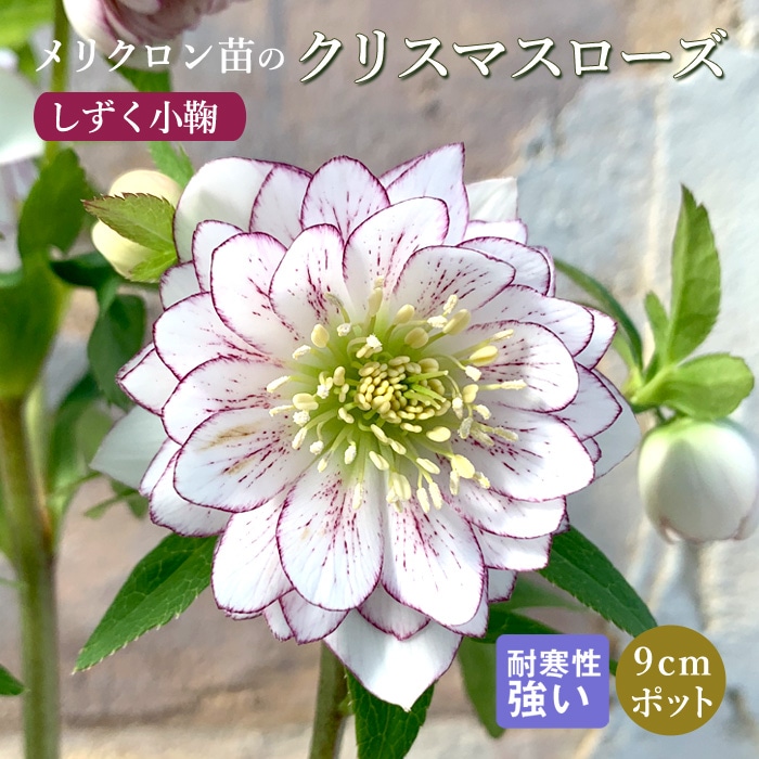 クリスマスローズ 小苗 SDノスタルジア セルフ 1苗 nico クリスマス