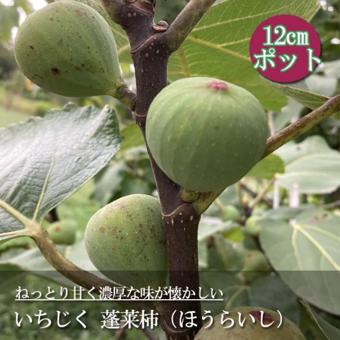 イチジク（無花果蓬莱柿）極太幹の大株苗 イチジク（無花果蓬莱柿）極太幹の大株苗 いちじく 蓬莱柿