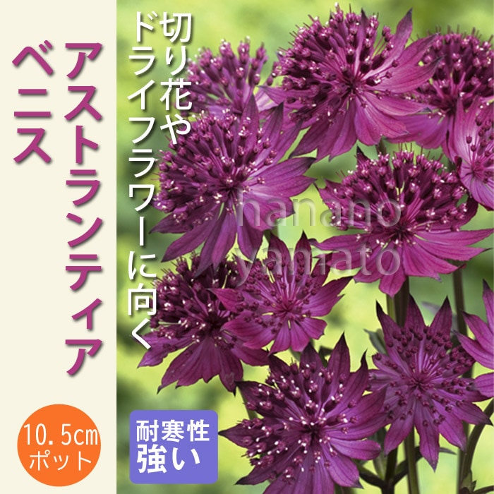 宿根草 苗 アストランティア ベニス 10.5cmポット 切花向け アスト