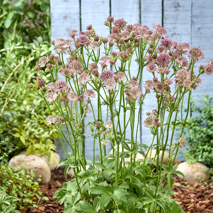 MICO　　花苗　アストランティア　ローマ　宿根草 園芸ネット本店｜アストランティア：ローマ3号ポット2株セット の通販