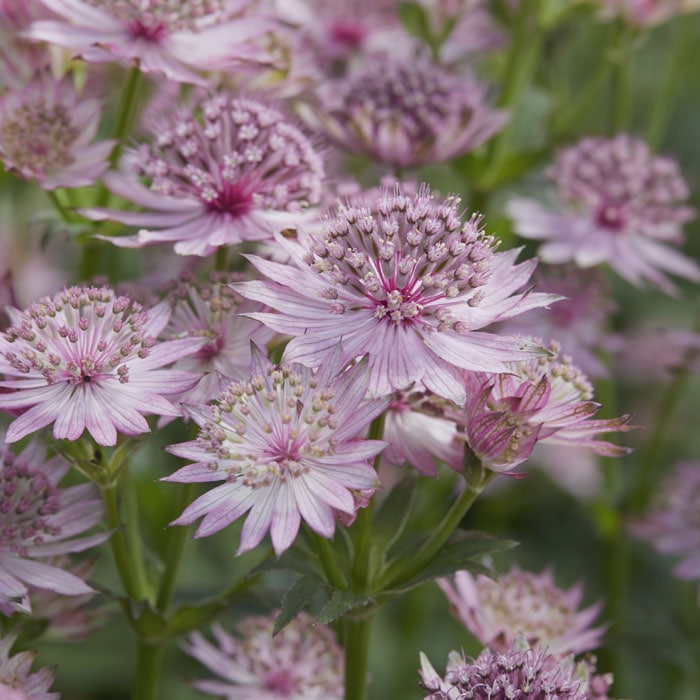 宿根草 苗 アストランティア ローマ 10.5cmポット 切り花向け 耐寒性