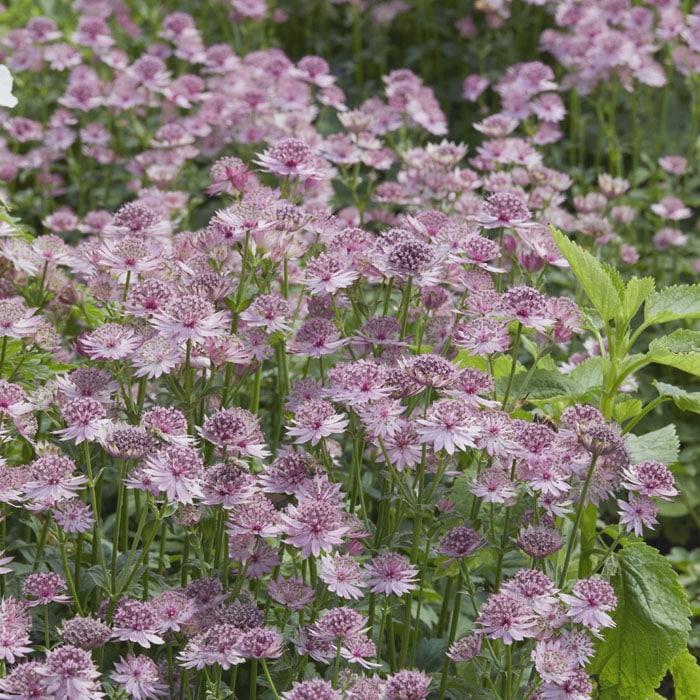 宿根草 苗 アストランティア ローマ 10.5cmポット 切り花向け 耐寒性