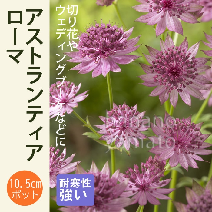 宿根草 苗 アストランティア ローマ 10.5cmポット 切り花向け 耐寒性