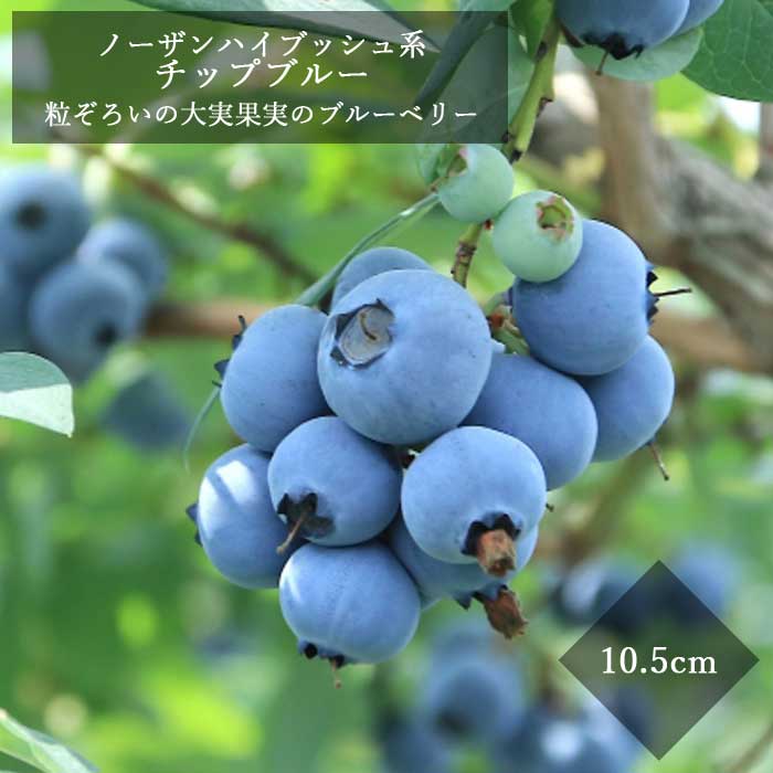ブルーベリー苗3.5号ポット10本セット ブルーベリー 苗木 ティフブルー