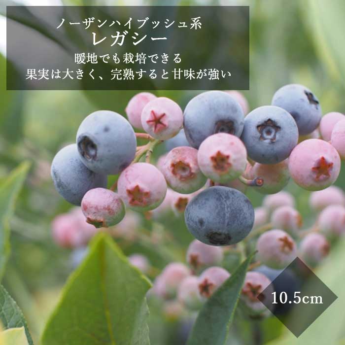 ブルーベリー 苗木 ハイブッシュ系 レガシー 10.5cmポット 小果樹