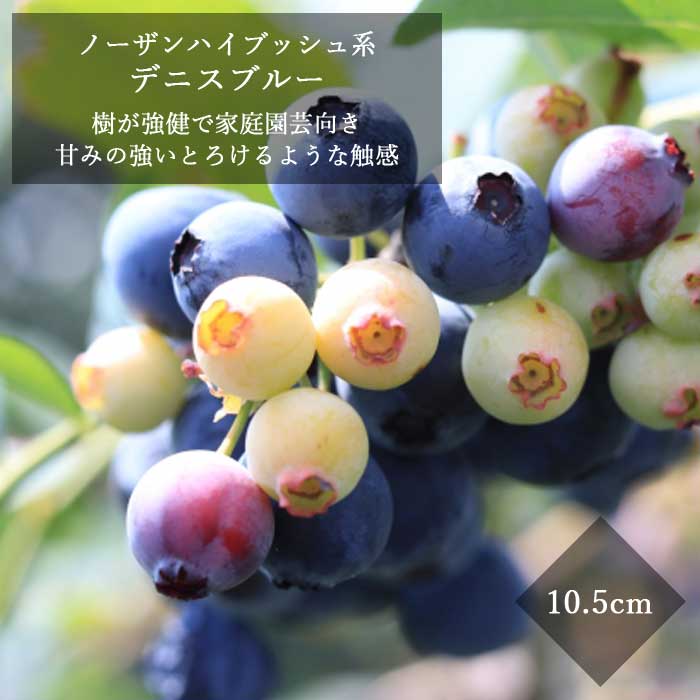 ブルーベリーの苗木【白猫オーダー品】９ｃｍポットノーザンハイブッシュ２４本 ブリジッタ ノーザンハイブッシュ系 ブルーベリー 苗 販売 苗木部