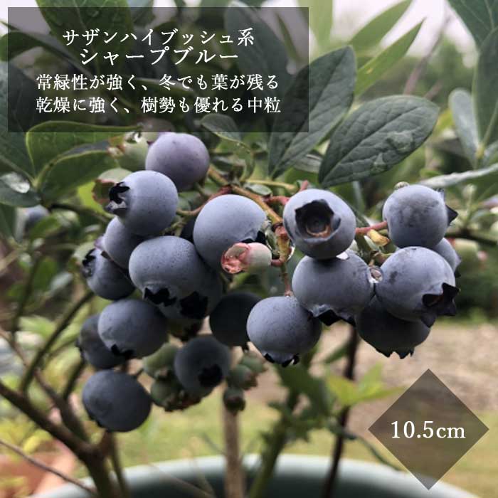ブルーベリー 苗木 サザンハイブッシュ系 シャープブルー 10.5cm